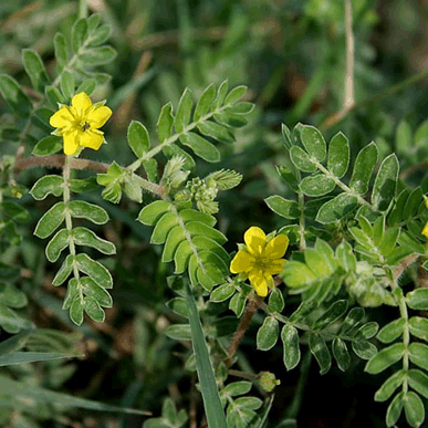 Ever Heard of Tribulus?