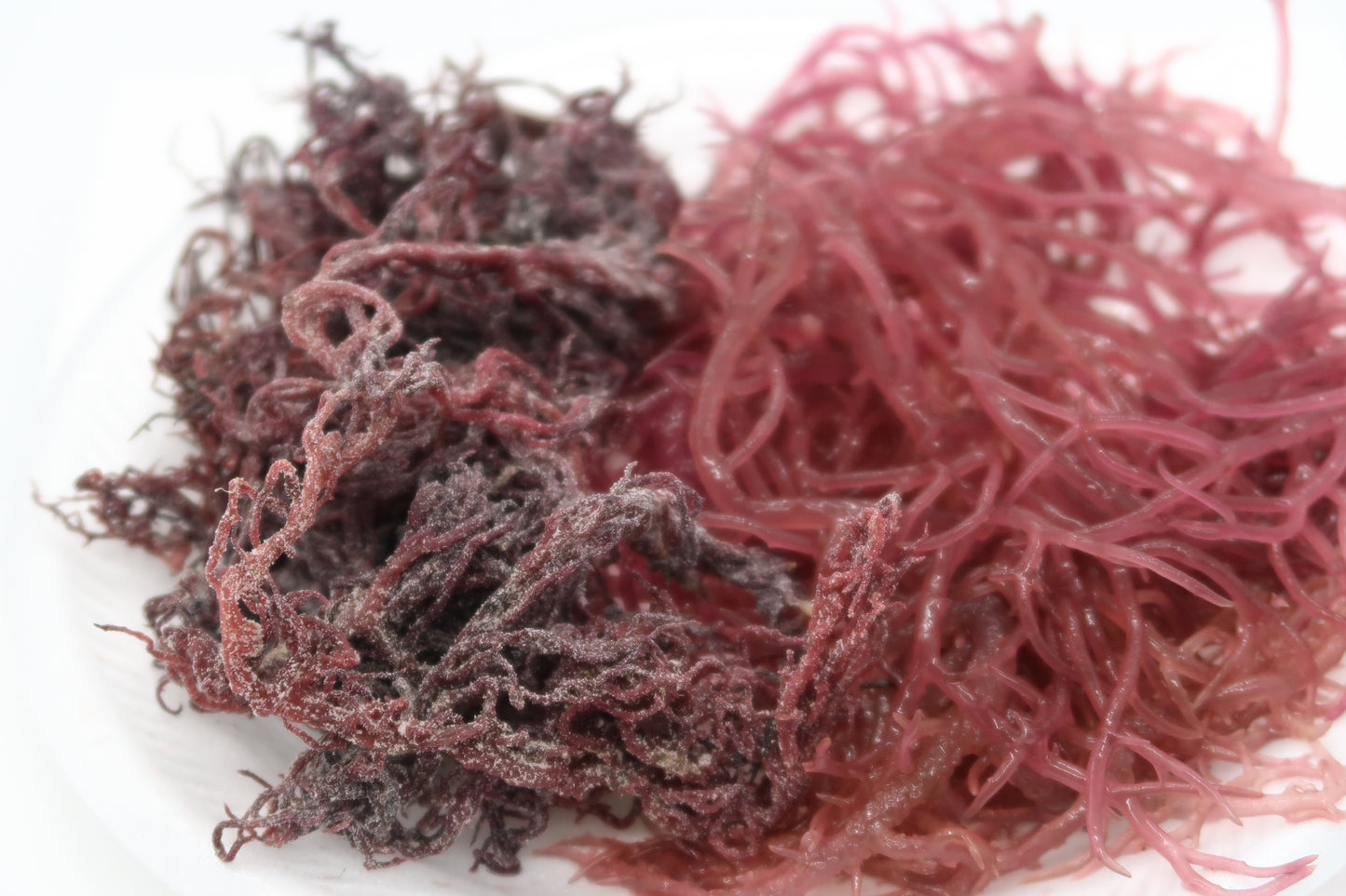 Wild Harvested Sea Moss