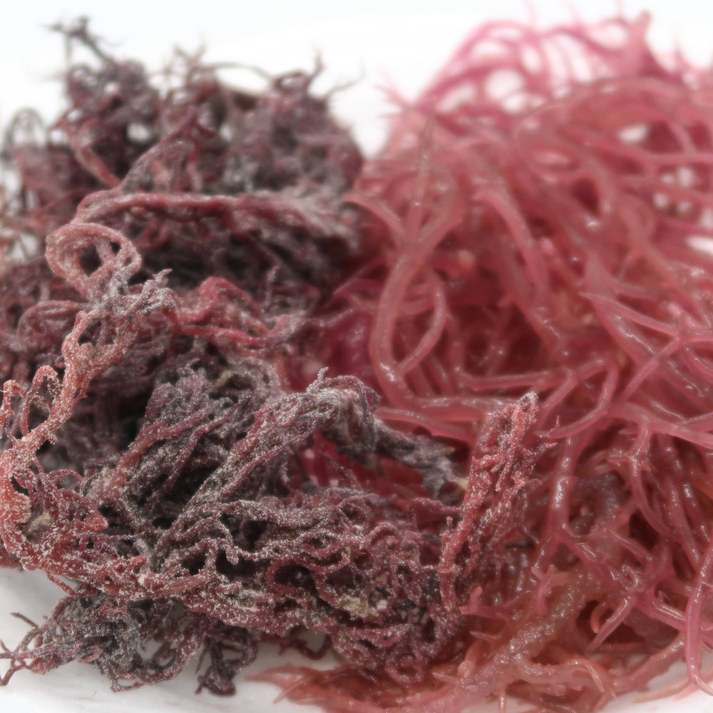 Wild Harvested Sea Moss